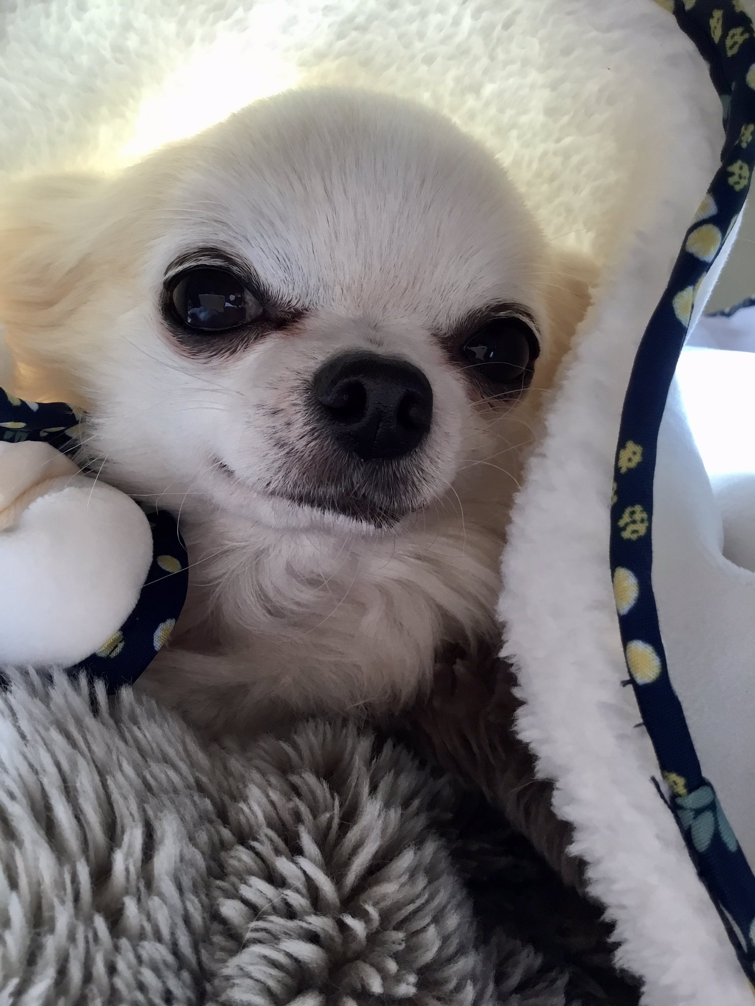 膝蓋骨脱臼 Anazhthsh Sto Twitter Twitter