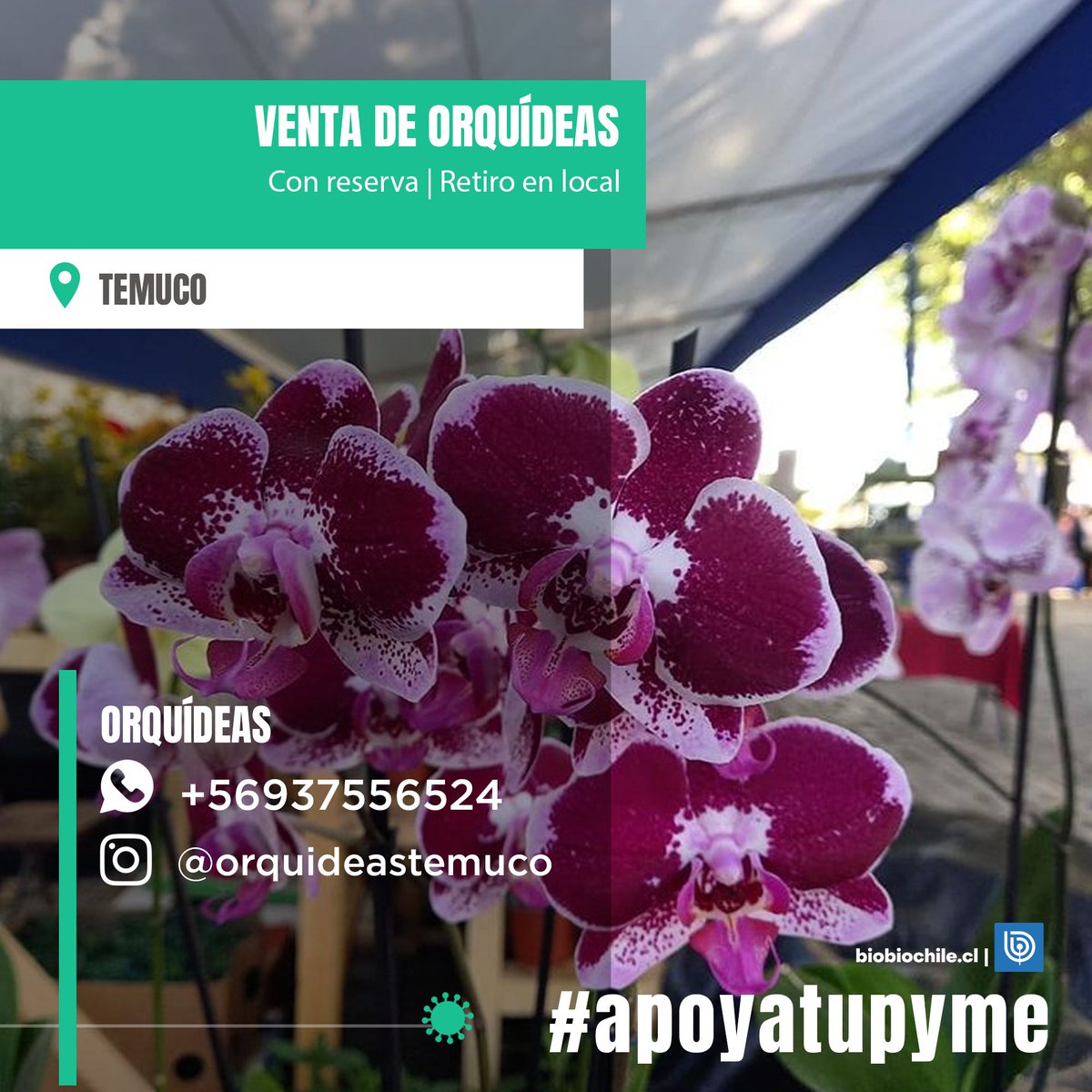 biobio's tweet photo. #PymeChallenge ¿tienes una pyme o conoces a alguien que la tenga? Compártela con nosotros por IG para poder ayudarlos y juntos apoyemos a los microempresarios 💪
Por la gran cantidad de mensajes que recibimos no nos es posible responderles, pero leemos todas sus solicitudes. https://t.co/ZZuSUsMUrs