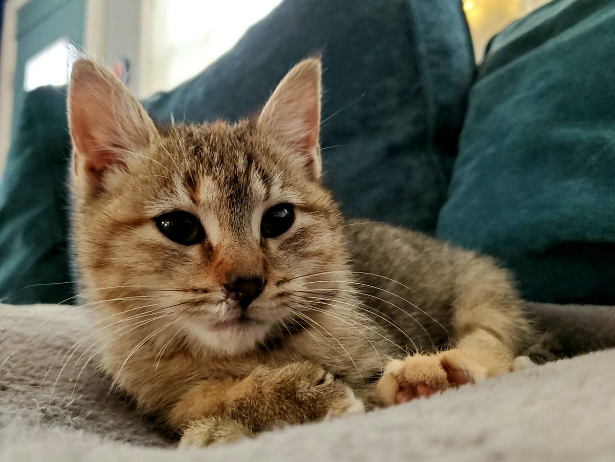 Beer_Powered's tweet photo. Only a few more days until Pentridge Whitby Cobb III heads to her new home. I'm going to miss this one.

#cats #ofcoursecats #onlyevercats #notsorry https://t.co/bsfifxE9wC