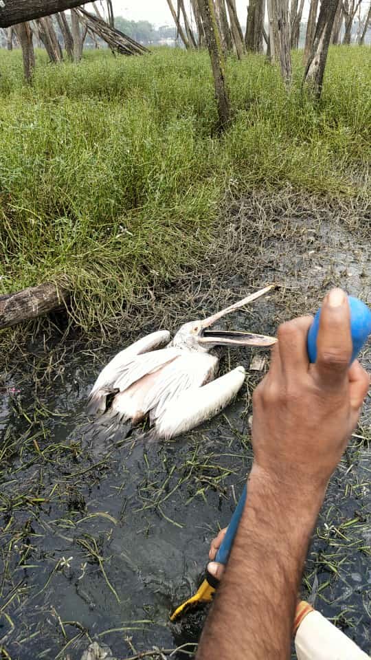 TwitShilpi's tweet photo. Kaikondrahalli lake @kaikhallilake systematically being reduced from the best lake in the country to a dirty nallah thanks to complete inaction from concerned authorities. Our tax money is literally going down the drain. 
@NITIAayog @CMofKarnataka @BSBommai @BBMPCOMM https://t.co/w72UnV9ADO