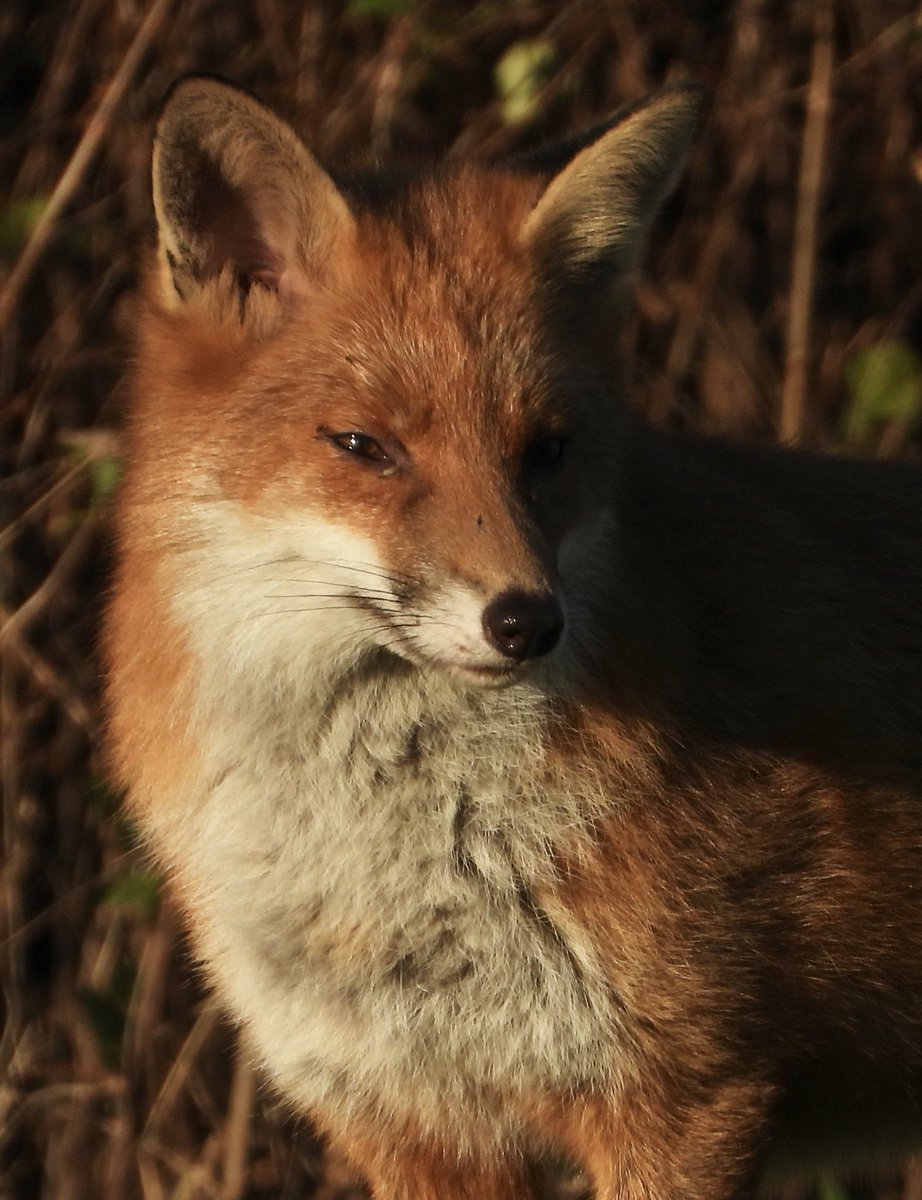 🦊”Your Daily Fix of Fox”🦊

#nature #photography #birdtonic  #TwitterNatureCommunity #Fox #FoxNews #KeepTheBan ⁦@Keeptheban_⁩