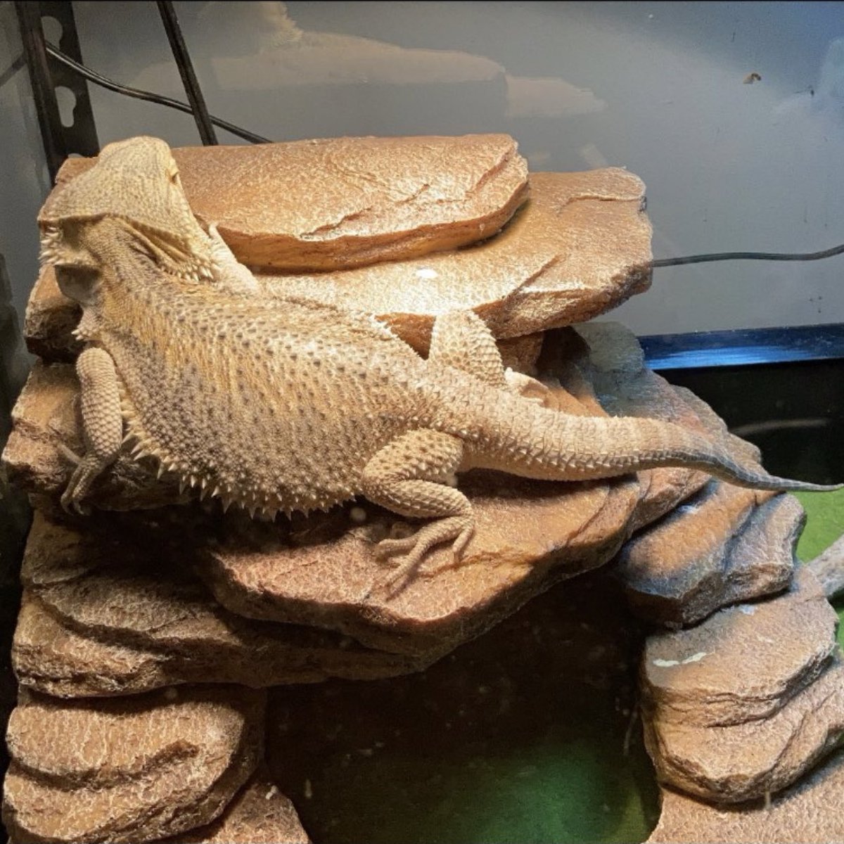 CityBoyPetz's tweet photo. Honey the Bearded dragon😍she dropped her first clutch of 29 eggs🔥 ▪️Like
▪️Comment
▪️Share
▪️Turn on post notifications 
▪️Follow @cityboypetz
#petsofinstagram #pet #pet #petlovers #petstore #petstoreowner #reptiles #reptilesofinstagram #mammals #birds #birdsofinstagram #parrot https://t.co/s7b9JEJ2vJ