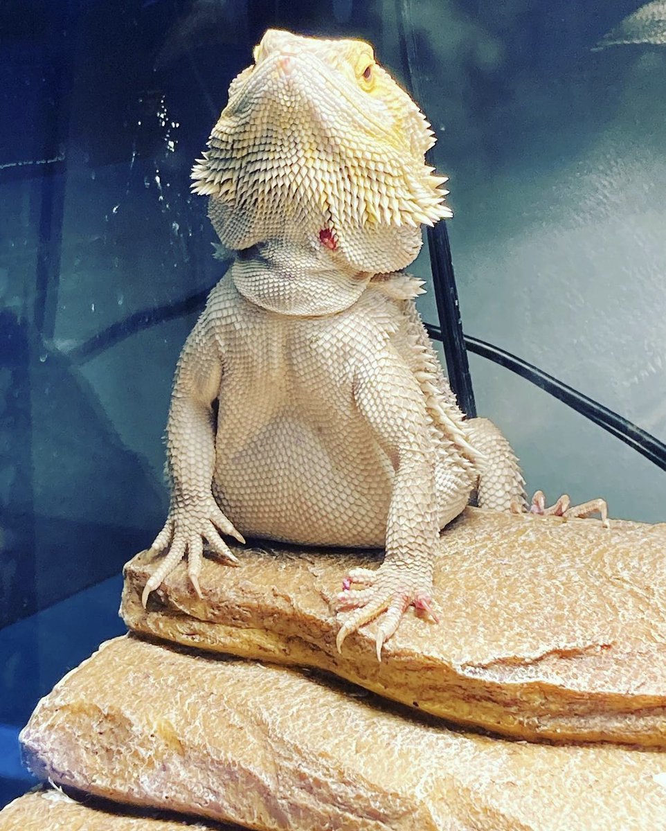 CityBoyPetz's tweet photo. Honey dropped her first clutch of 29 eggs😍 ▪️Like
▪️Comment
▪️Share
▪️Turn on post notifications 
▪️Follow @cityboypetz
#petsofinstagram #pet #pet #petlovers #petstore #petstoreowner #reptiles #reptilesofinstagram #mammals #birds #birdsofinstagram #parrotsofinstagram #snakes https://t.co/b73qNpxTTD