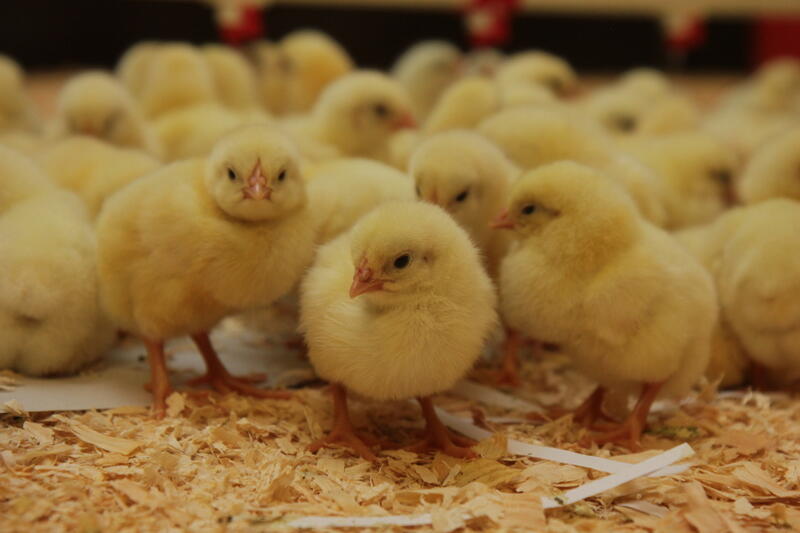 reussir's tweet photo. L’usage des antibiotiques continue de baisser en volailles  https://t.co/BAMbqsm0Lx https://t.co/BdZ3IDw1GQ