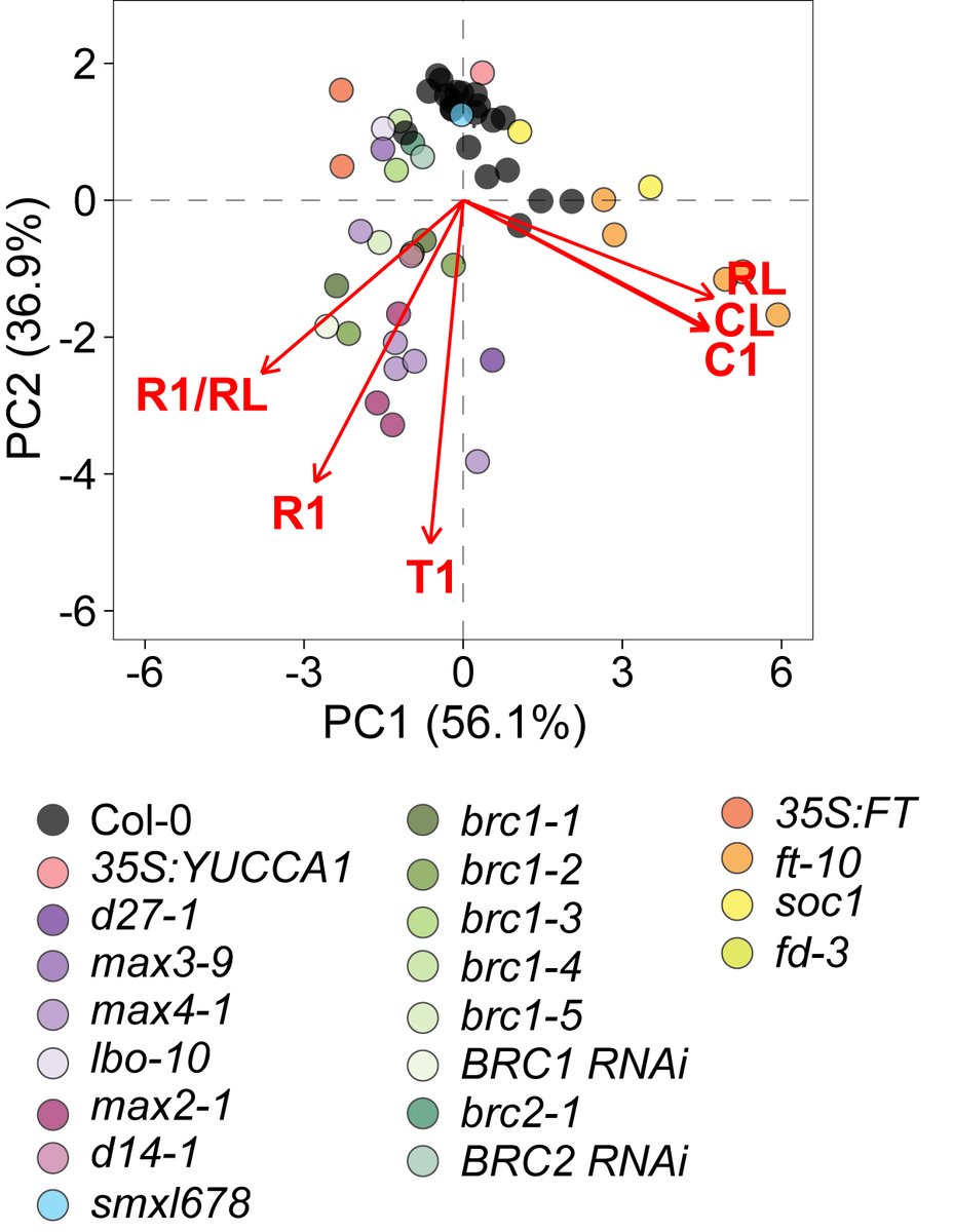 FranziFichtner's tweet photo. Our recent study demonstrates a different regulation of rosette and cauline bud outgrowth in arabidopsis. It also shows the enourmous plasticity of rosette branching and how it is inluenced by light🌤️, flowering time🌼and temperature❄️🌡️
👉https://t.co/A46YLsN5n8
@CoEPlantSuccess https://t.co/MMJOjOjfT8