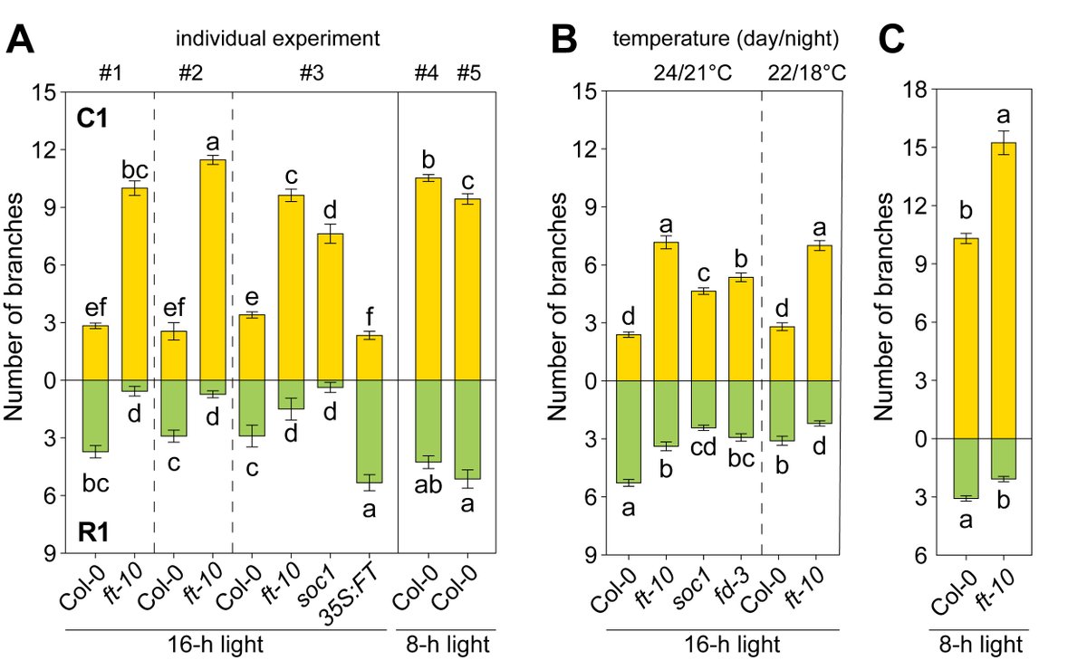 Our recent study demonstrates a different regulation of rosette and cauline bud outgrowth in arabidopsis. It also shows the enourmous plasticity of rosette branching and how it is inluenced by light🌤️, flowering time🌼and temperature❄️🌡️ 👉buff.ly/3p0PECJ @CoEPlantSuccess