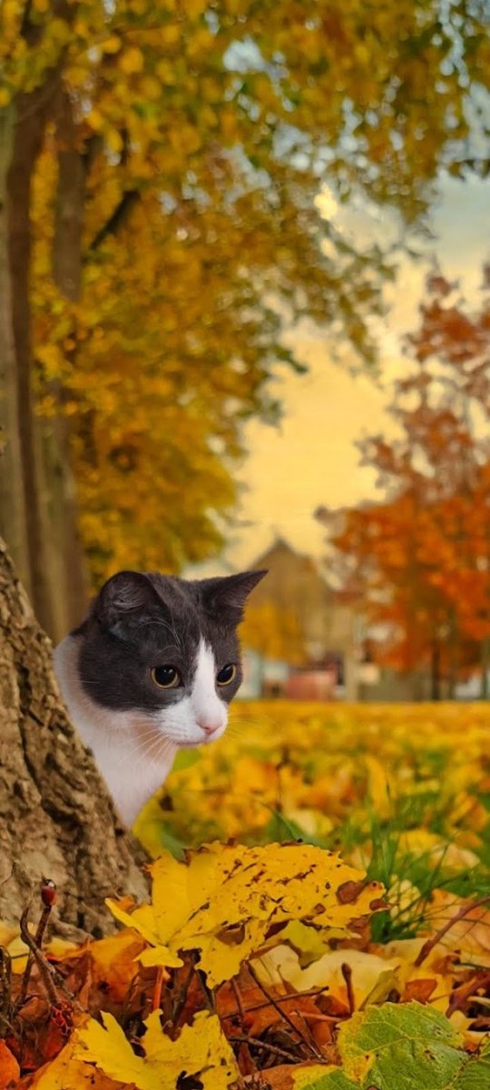Arrivederci autunno