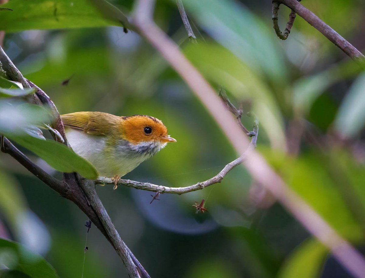 rupperrt's tweet image. Rufous-faced Warbler #dailybird #birdphotography #birds #TwitterNatureCommunity