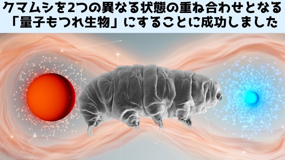 クマムシ 量子もつれ状態に移行後 無事生還 ボーアとかいう奴が生物で量子実験なんて不可能とか言うから クマムシなら大丈夫かなと思って Togetter