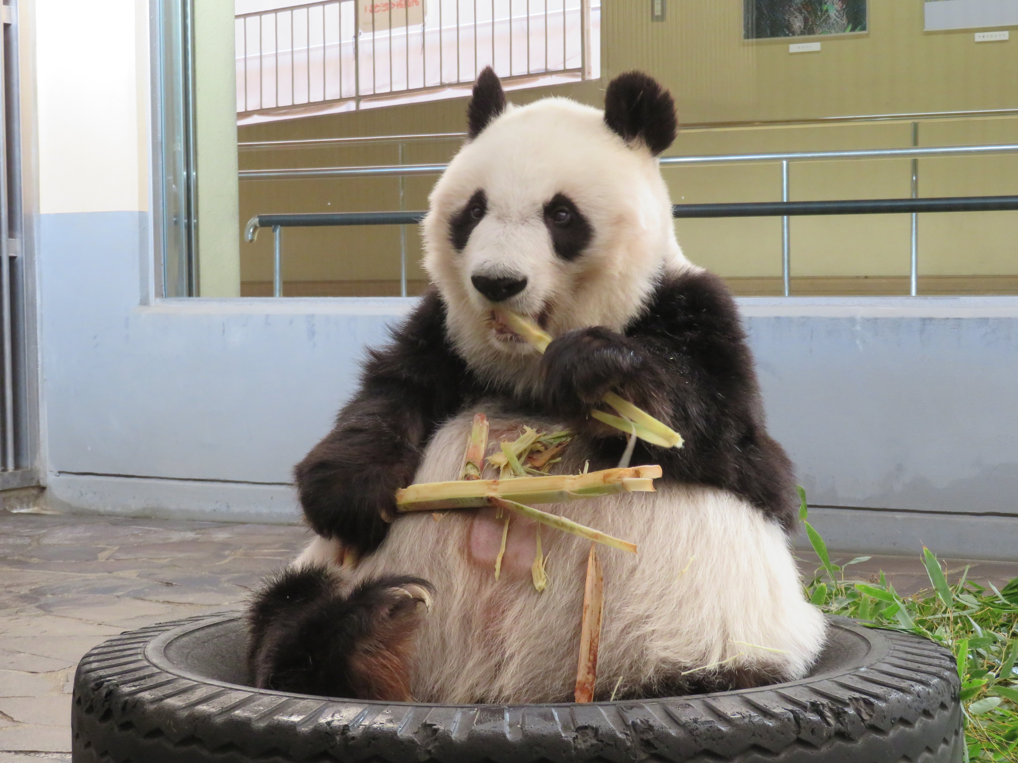 王子動物園のパンダ『タンタン』の返還が延期されたみたい。心臓