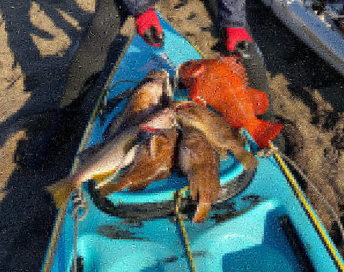 johnnykelphead's tweet photo. #sunset #lightsout didnt have best of luck, but some yummy #fishcandy #kayakfishing #saltlife &amp; i did stupid again, heavy paddle kayak with fish &amp; all gear on it, helping get it away from surf, he in back 2 hands, me front one hand. may have herniated gut. reflex helping others. https://t.co/abtHOg3lxW