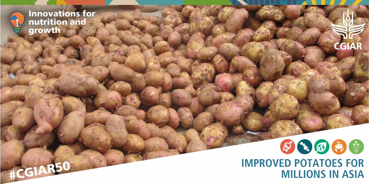 Improved potatoes for millions in Asia: one of the ways @CGIAR innovations are transforming our food systems to support nutrition and growth.
 
Find out more: bit.ly/3ognYcz  

@Cipotato #OneCGIAR #CGIAR50 #CGIAR4Nutrition
