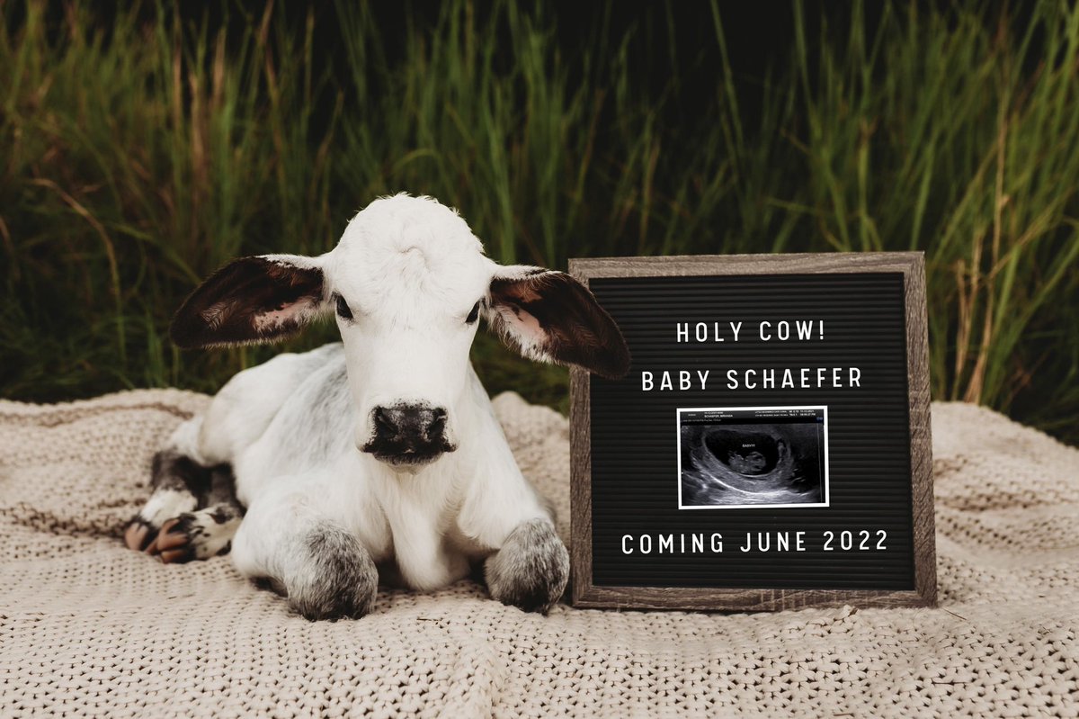 scxaefer's tweet photo. Excited to announce that Miranda and I are expecting Baby Schaefer in June! 2022!! https://t.co/1k3633ZMNd