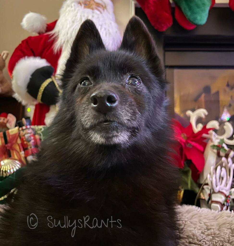 SullysRants's tweet photo. Emma is ready for Santa Clause. https://t.co/jVPfIMg4v6
