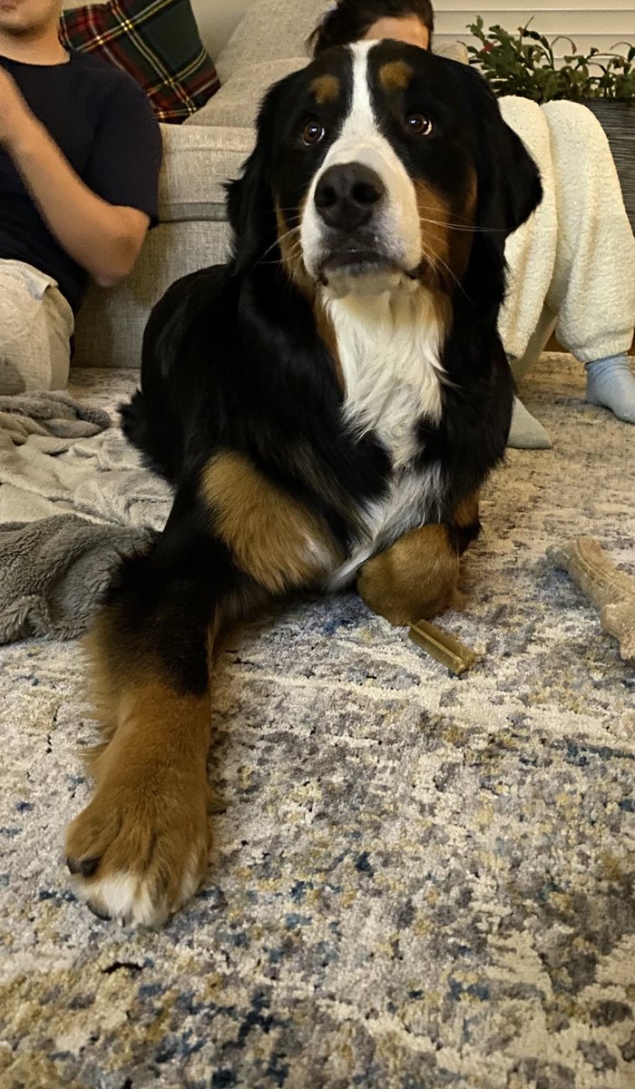 LittleDenene's tweet photo. I have gotten to the age where I crop my “kids” out of photos, and feature the dog #old #dogsdontmind #noprivacyissues #dogsoftwitter https://t.co/1RYLEwD9Kv