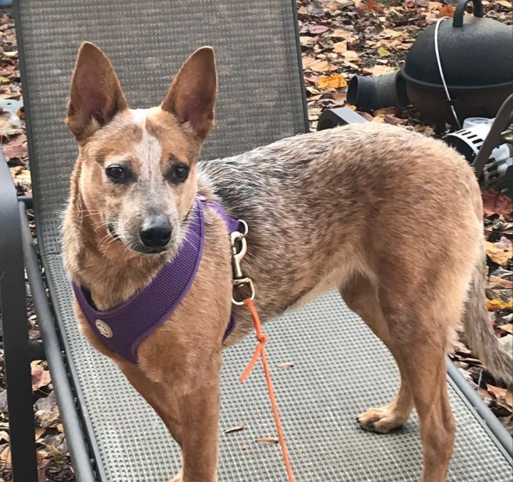 save2lives13's tweet photo. Happy #save2livessunday ! Meet Lizzy 🐶

HELP HER FIND A FOREVER HOME AND READ HER STORY AT ➡️➡️ https://t.co/1gcKILxWJk https://t.co/21nndc6eZi