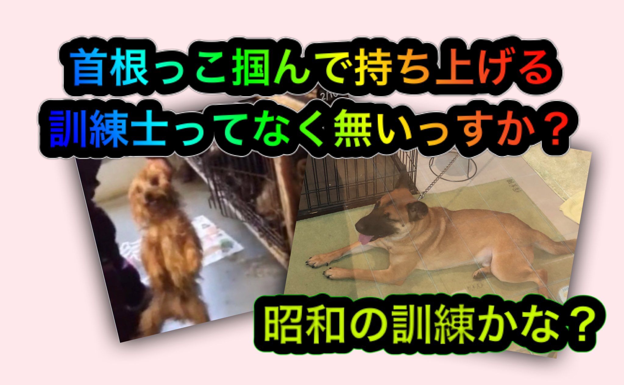 訓練士 Twitter Search Twitter