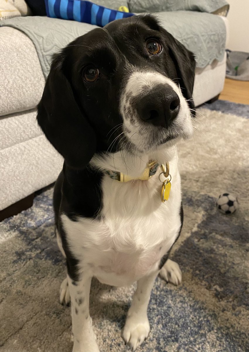 I know we all give our dogs funny nicknames but tonight I called Junie ‘Kakooma’ and if that’s not a sign I need Winter Break…😆😆 <a href="/gregtangmath/">Greg Tang</a>