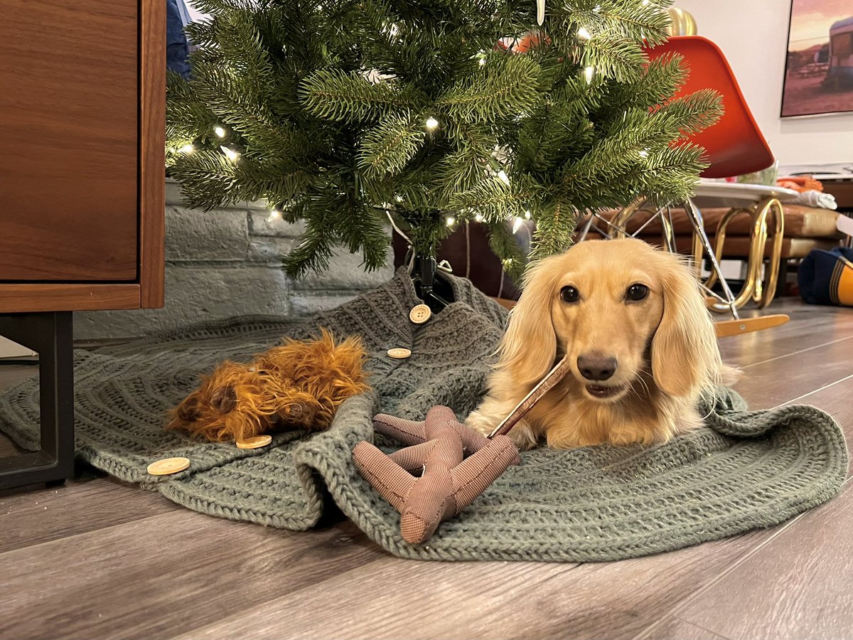 goodboybuckley's tweet photo. Love this tree mom and dad put up in the house! I trust it will be a permanent addition. https://t.co/95yT0OzMX5