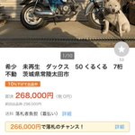 スーパーカブが欲しくて検索したら？犬の可愛さに癒される!