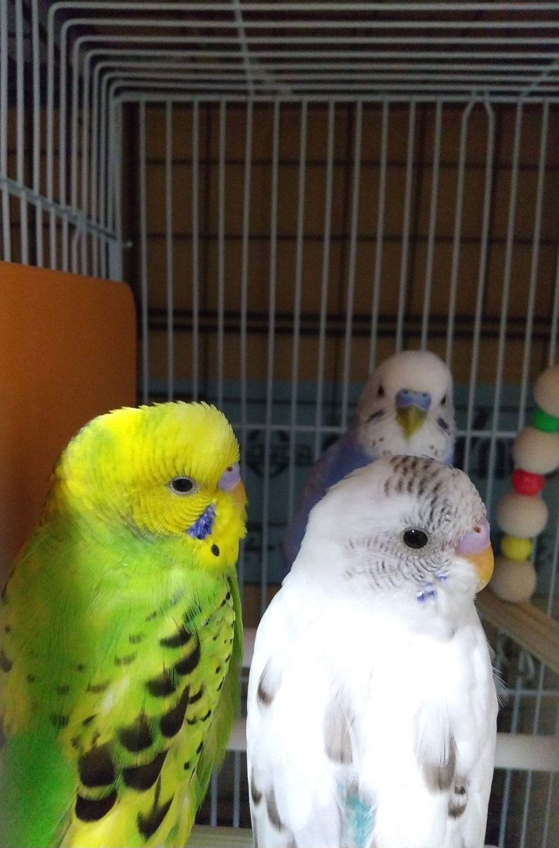 sendasanchi's tweet photo. うちの子専用の垢作ってしまいました…！鳥好きさんと仲良く出来たらと思います！
奥からピーちゃん、左パインちゃん(🌈)、右バニラちゃん、文鳥のごまくんです！
よろしくお願いします🙇‍♀️
#セキセイインコ
#文鳥 https://t.co/4UvgWsj17f