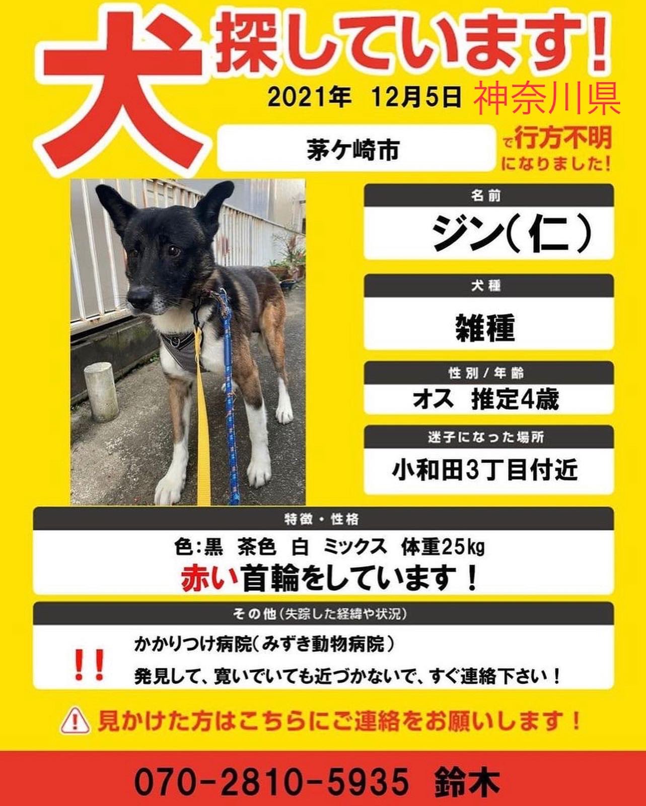 りゅうたときなこ 神奈川県 茅ヶ崎市 迷子犬 捜索中 Share Instagram Posts 12 5 日 茅ヶ崎市小和田付近より 12 18六本木に 雑種 ジン 推定4歳 赤い首輪 届け出 茅ヶ崎警察 茅ヶ崎保健所 藤沢保健所 平塚保健所 平塚愛護センター