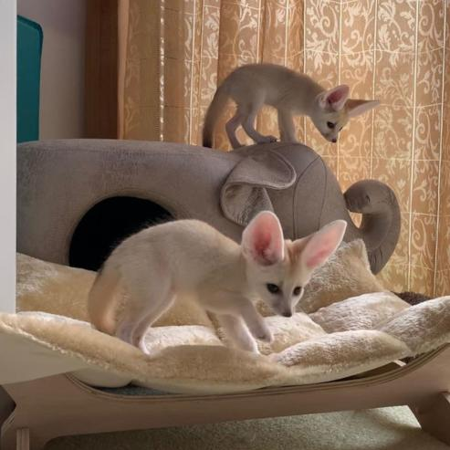 Daily Fennecs 🦊 tweet media