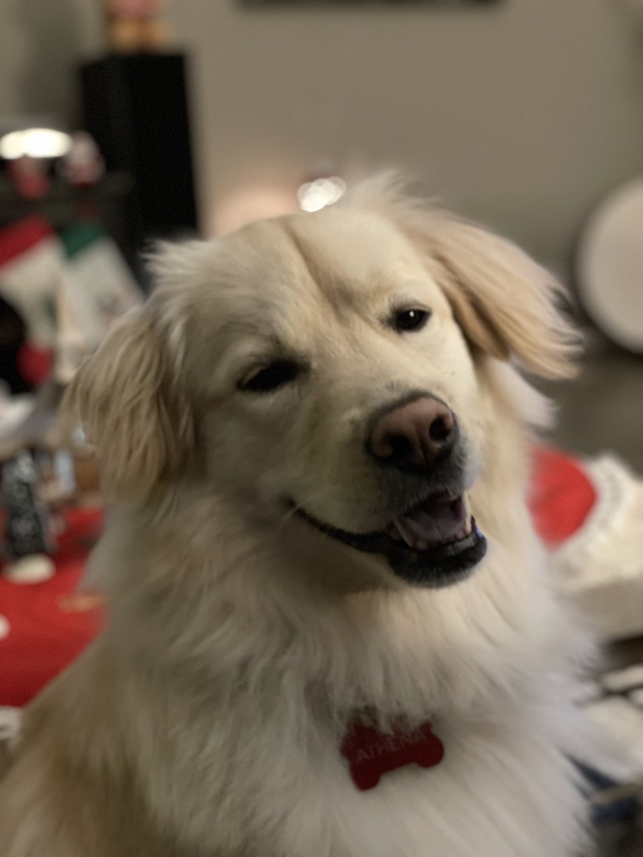 AthenaDesert's tweet image. It’s begging for treatos time!