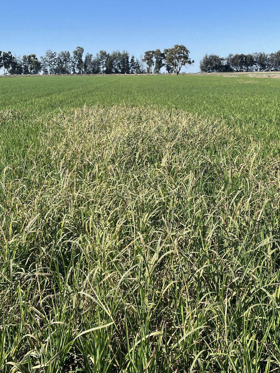 Charleton Glenn tweet media