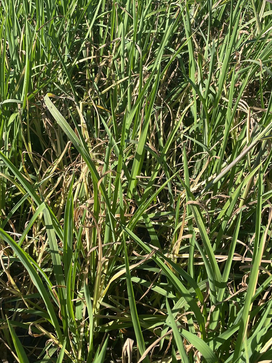 Charleton Glenn tweet media