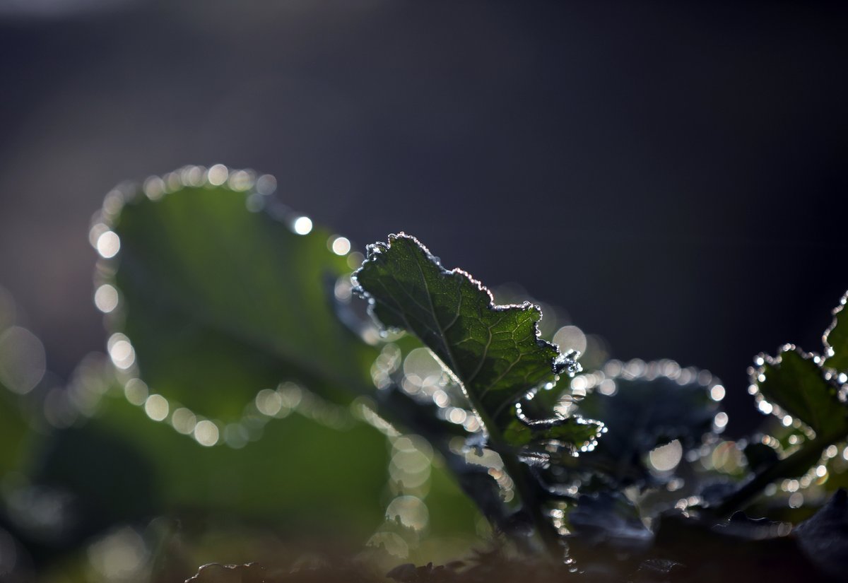 rn2kKC4Y7SseB5z's tweet photo. In #Huai'an, Jiangsu, the #plants along the Guhuai River are covered with dew, crystal clear in the morning light.🌱
江蘇淮安,古淮河畔的植物沾滿露水,在晨光的照耀下晶瑩剔透。🌱📸 https://t.co/U0nu2GrARR