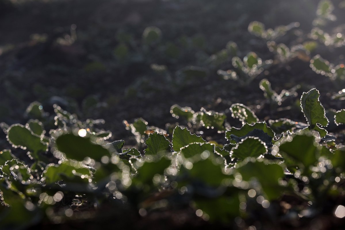 rn2kKC4Y7SseB5z's tweet photo. In #Huai'an, Jiangsu, the #plants along the Guhuai River are covered with dew, crystal clear in the morning light.🌱
江蘇淮安,古淮河畔的植物沾滿露水,在晨光的照耀下晶瑩剔透。🌱📸 https://t.co/U0nu2GrARR