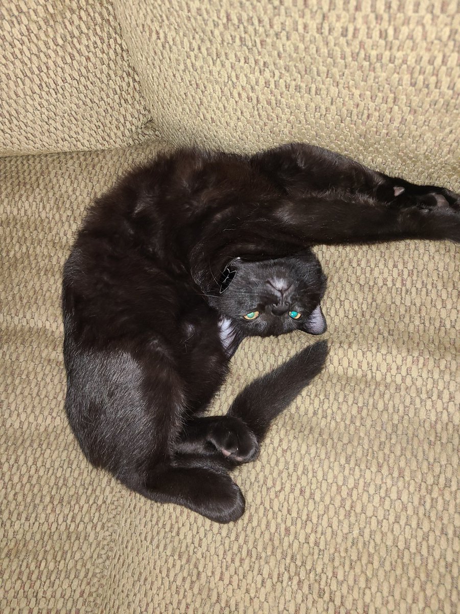 bryantrantham's tweet photo. @MaryLTrump This is Pip. He's not afraid of anything.  Lol https://t.co/8TDHLmopJQ
