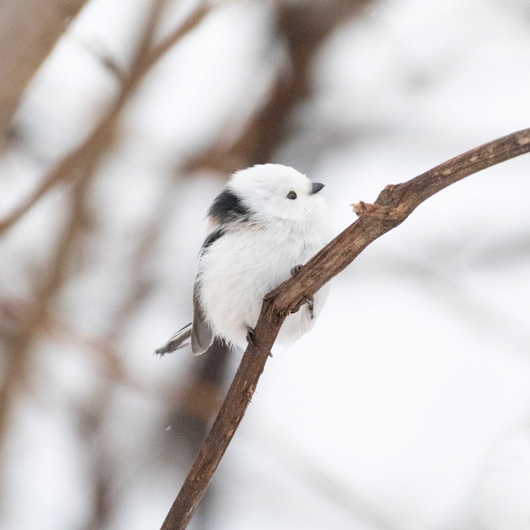 Twitter search u0026 analytics for #北海道3大かわいい動物 Social Bearing