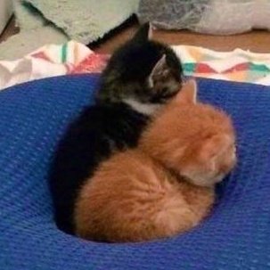 meowzdaily tweet picture