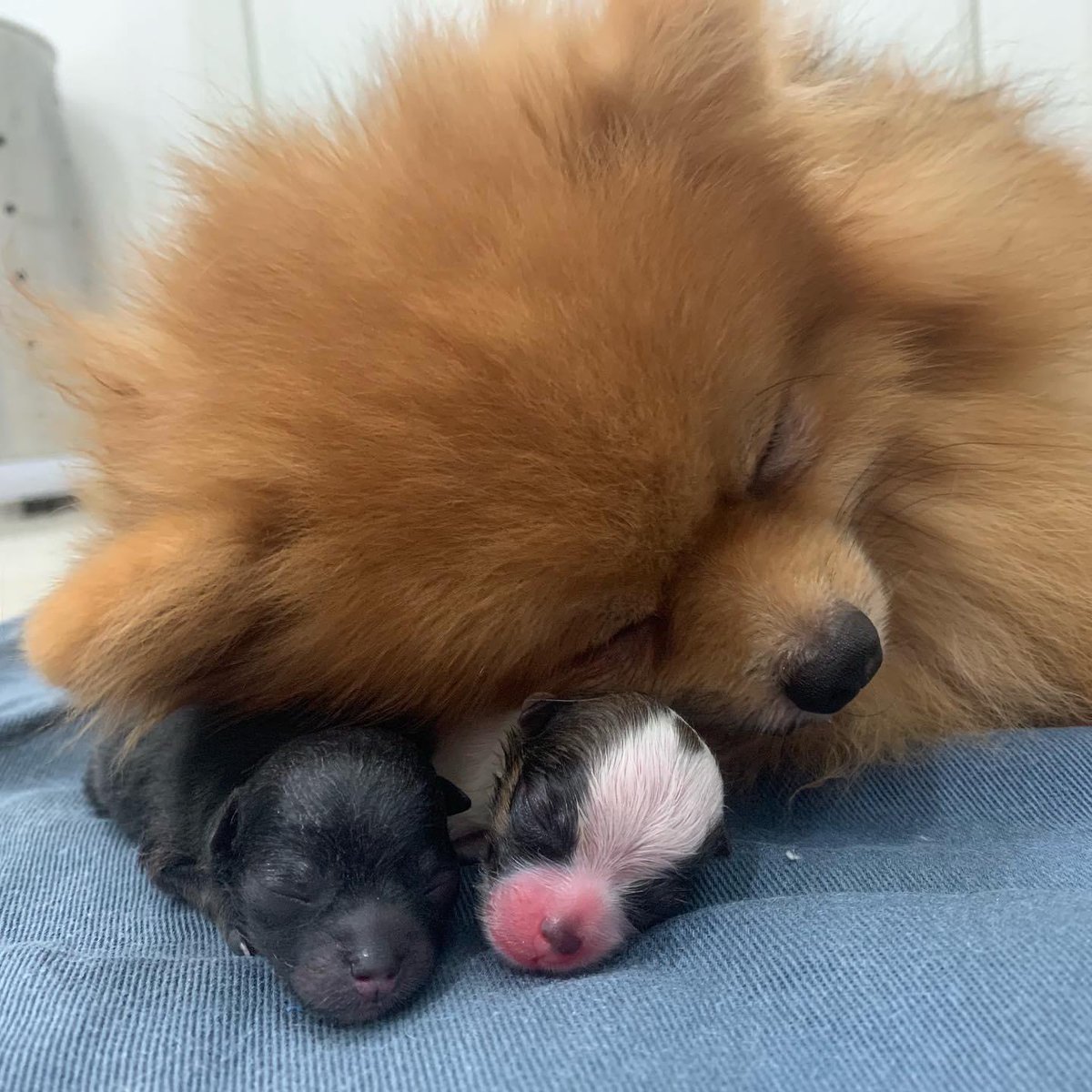 Ni las cñoras de la toco se ven tan orgullosas como esa mamá perrita 🥰❤️