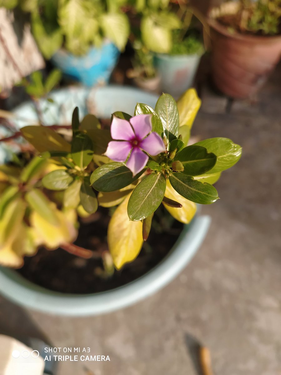 ashishnayakone's tweet image. #ShotonMiA3 
After December 21 Security Update
How is camera Quality?
#mia3 #AndroidOne #ashishnayakone #android11