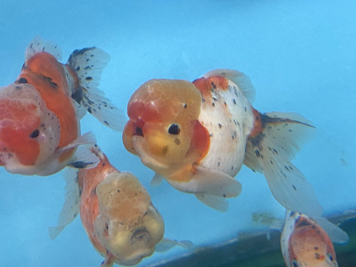 金魚 スポンジフィルターの使い方や効果 おすすめの商品を解説 きんぎょりうむ