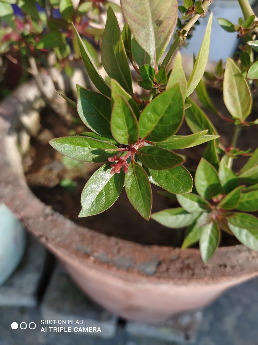 ashishnayakone's tweet image. #ShotonMiA3 
After December 21 Security Update
How is camera Quality?
#mia3 #AndroidOne #ashishnayakone #android11