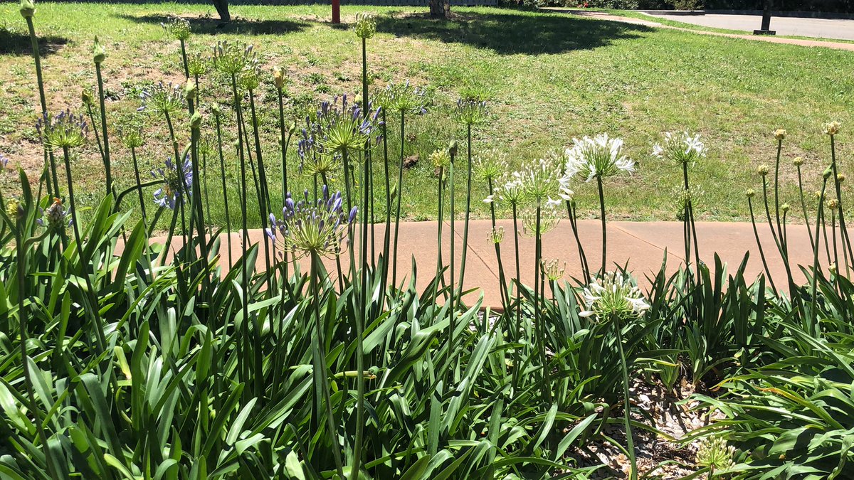 slsandpet 🐨🐨🖤🍉Dr tweet media