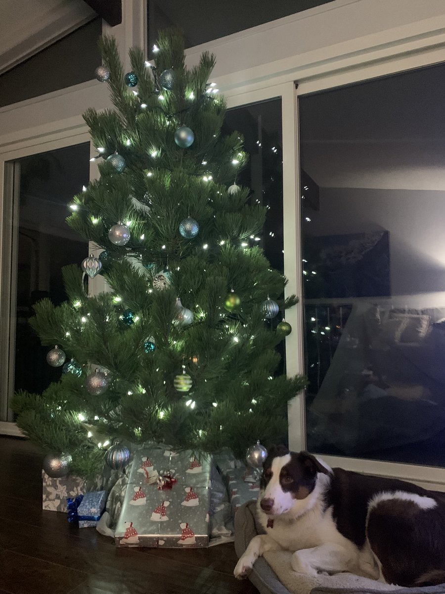 JennVBentley's tweet photo. My Aussie lying under the tree to remind us, just in case we forgot what a gift he is to us. #aussieshepard #RescueDogs https://t.co/DxZpBE44gI