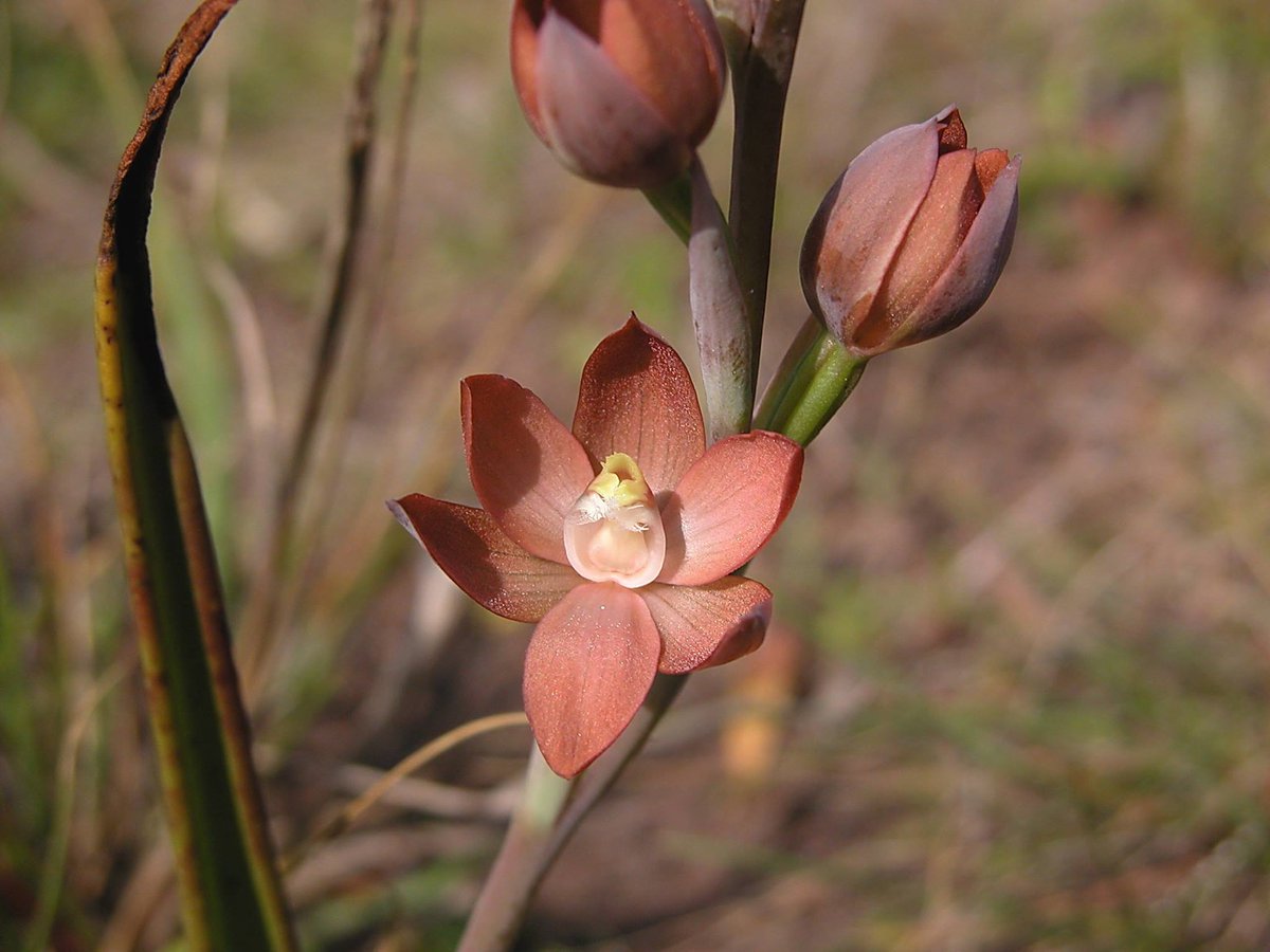 Have you ever seen a Metallic Sun Orchid? 🌸
Found in sparsely in Gippsland’s coastal heathland, grassland and woodlands, the Metallic Sun Orchids are classified as endangered in Victoria and are the focus of conservation efforts in some parts of the state. #GunaikurnaiCountry