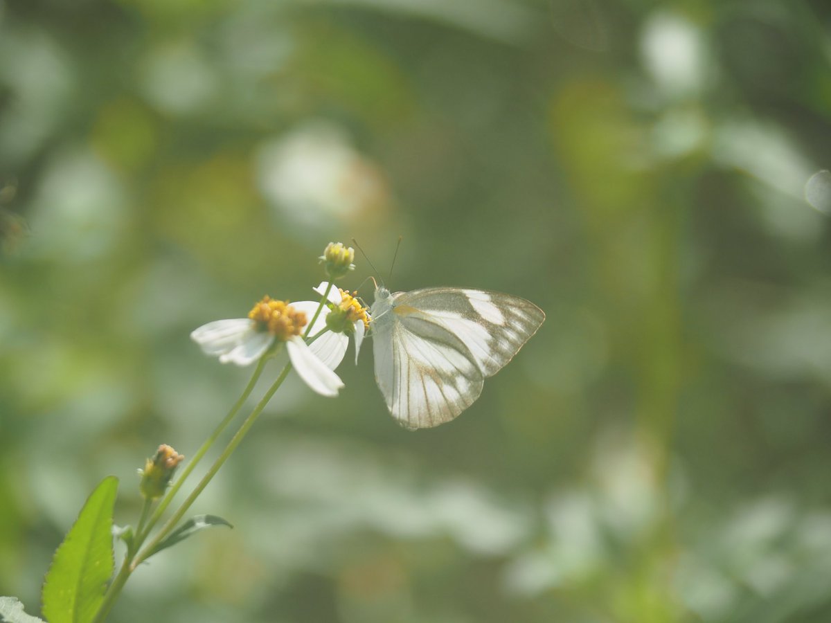 Whiteflower3307's tweet photo. เมื่อเลนส์เป็นฝ้า ภาพที่ได้เหมือนถ่ายด้วยกล้องฟิล์มเฉยเลย 🥺 https://t.co/uXJlaMyFnC