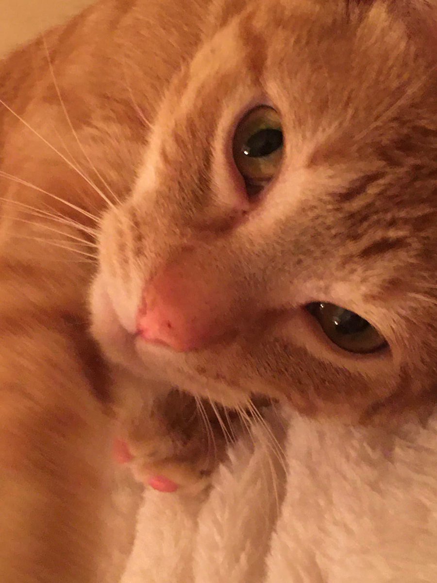 LilOkie76's tweet photo. Meet Thomas Bartrug, our newest chunkiest addition to the family. He’s a sweetheart already! We just need that pesky #BaxterBoo dachshund of ours to accept him! Thanks Second Chance Animal Sanctuary of Norman for #ThomasKitty #CatsOfTwitter https://t.co/ZZX2nXs2Mo