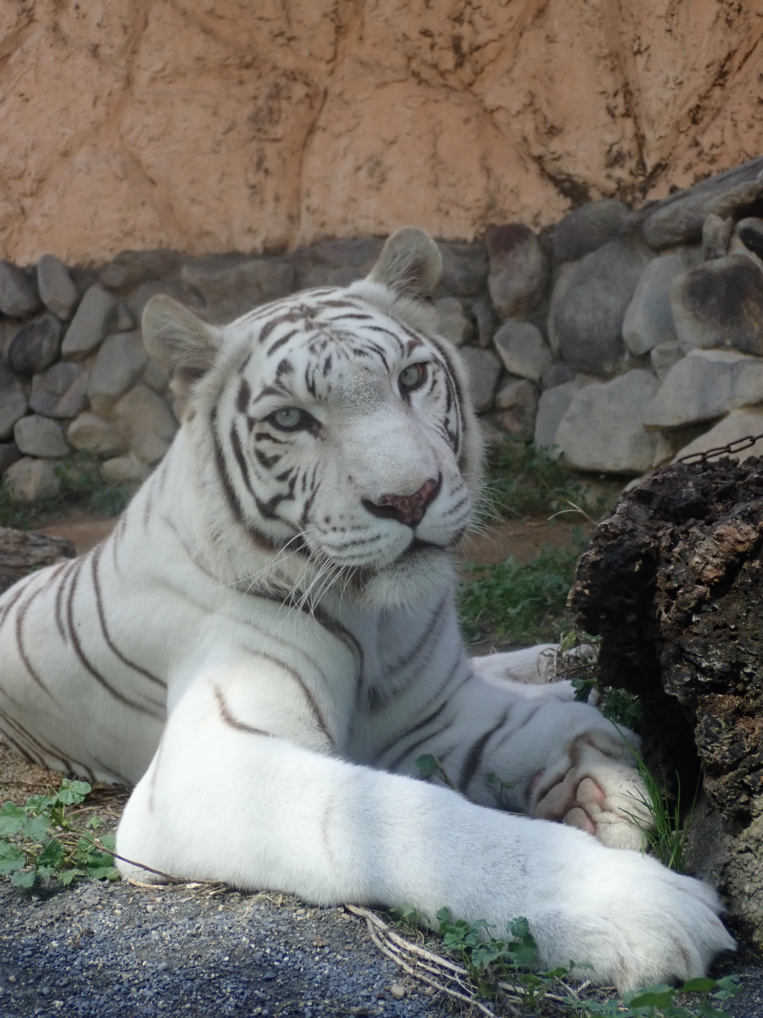東武動物公園 公式 Tobuzoo Info Twitter