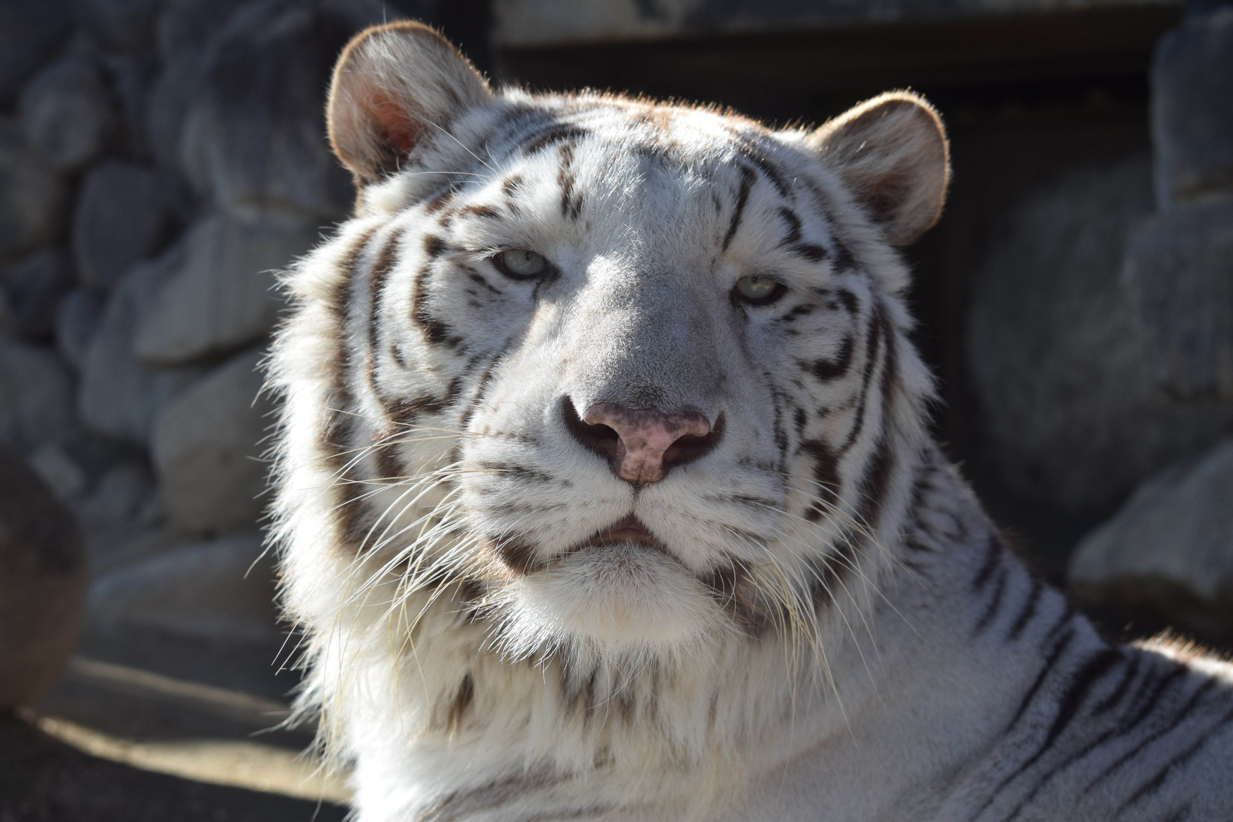 東武動物公園 公式 Tobuzoo Info Twitter