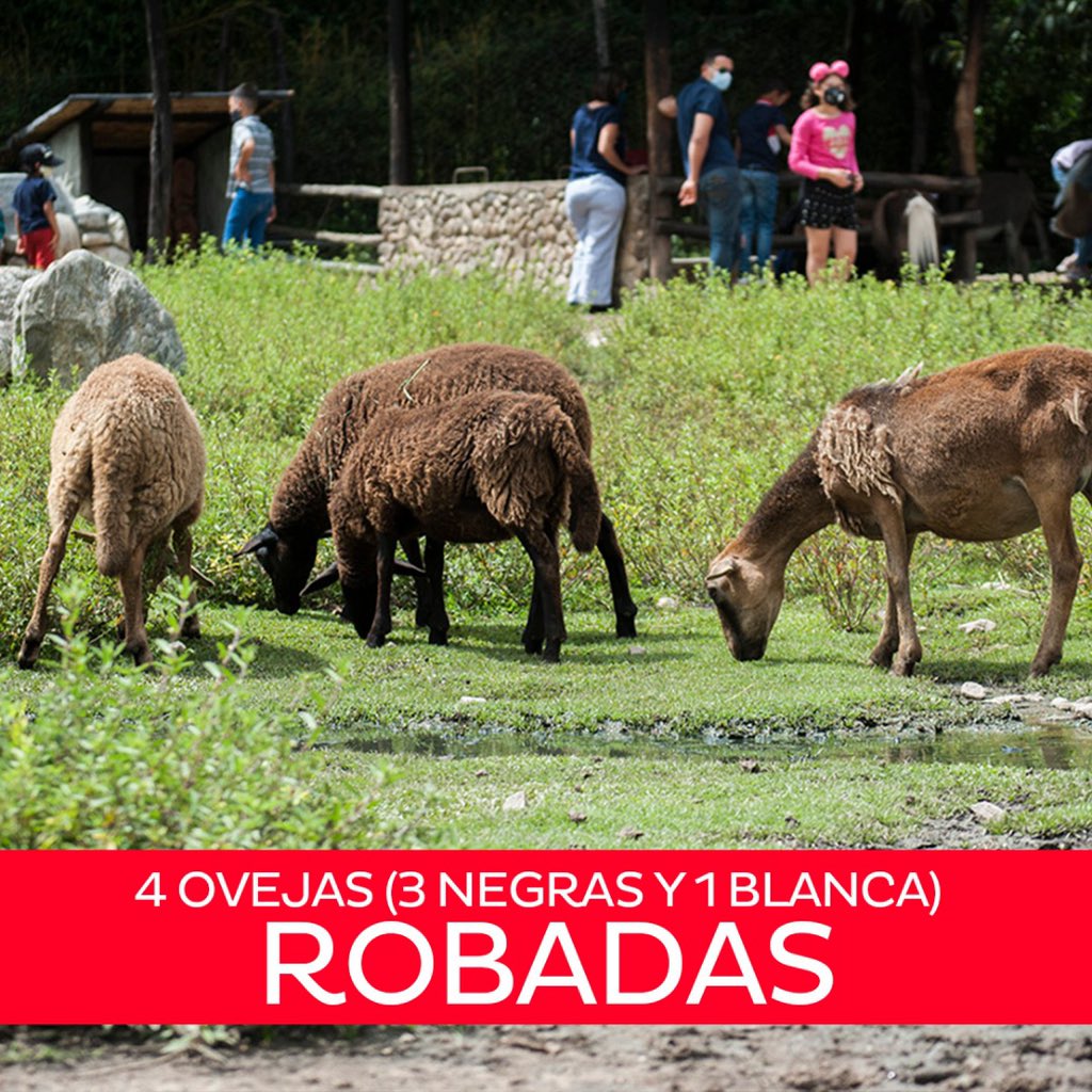 Lamentable es el hecho de que a casi 4 días del robo de los #AnimalesDeBiocontacto, aún no se encuentren a los culpables.

Claudia, Trueno y las ovejas DEBEN APARECER.