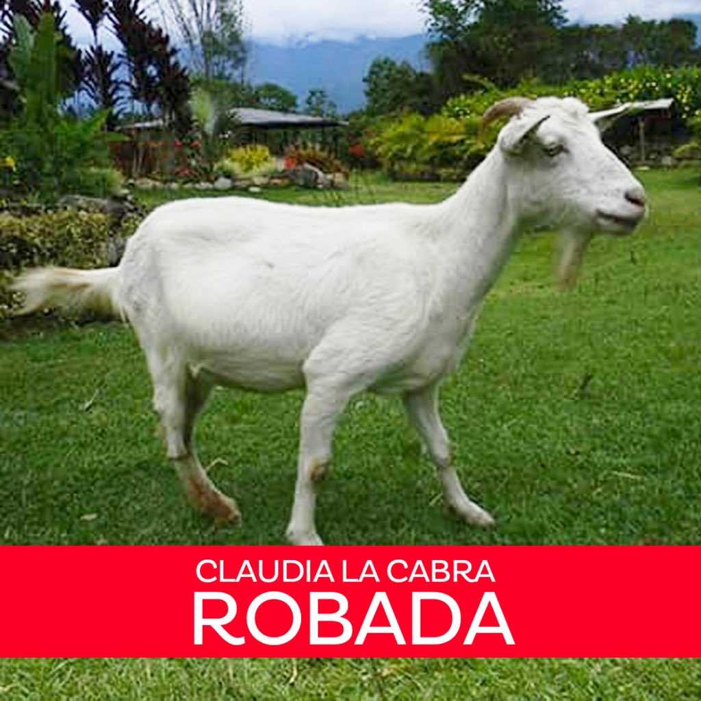 BiocontactoVZLA's tweet photo. Lamentable es el hecho de que a casi 4 días del robo de los #AnimalesDeBiocontacto, aún no se encuentren a los culpables.

Claudia, Trueno y las ovejas DEBEN APARECER. https://t.co/P1SvCPOL9f