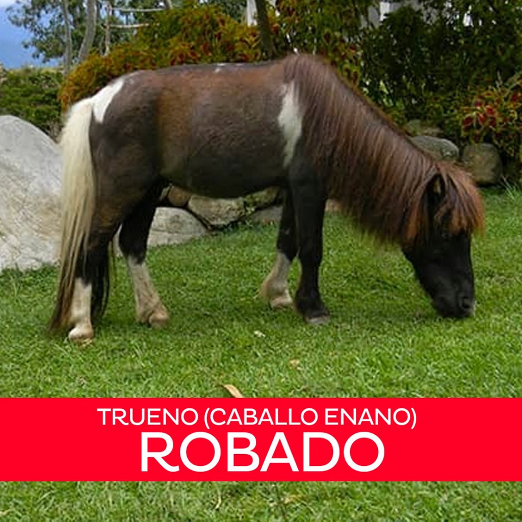 BiocontactoVZLA's tweet photo. Lamentable es el hecho de que a casi 4 días del robo de los #AnimalesDeBiocontacto, aún no se encuentren a los culpables.

Claudia, Trueno y las ovejas DEBEN APARECER. https://t.co/P1SvCPOL9f