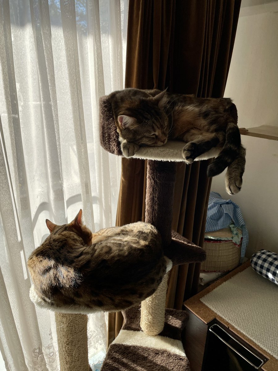 junkyrose's tweet photo. あまりに可愛いので共有しないのは罪だと思った我が家の猫たち。 https://t.co/RoZJPuA4xM